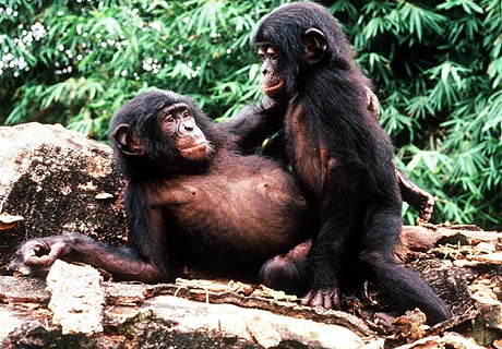 de waal bonobo