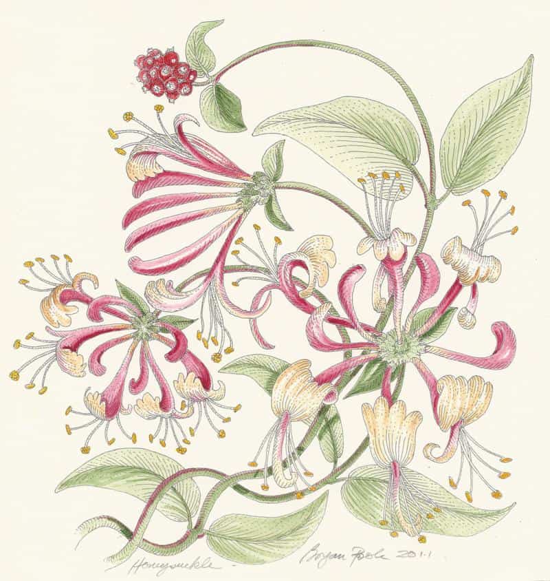 Honeysuckle was a symbol of devotion and affection in ancient Persian